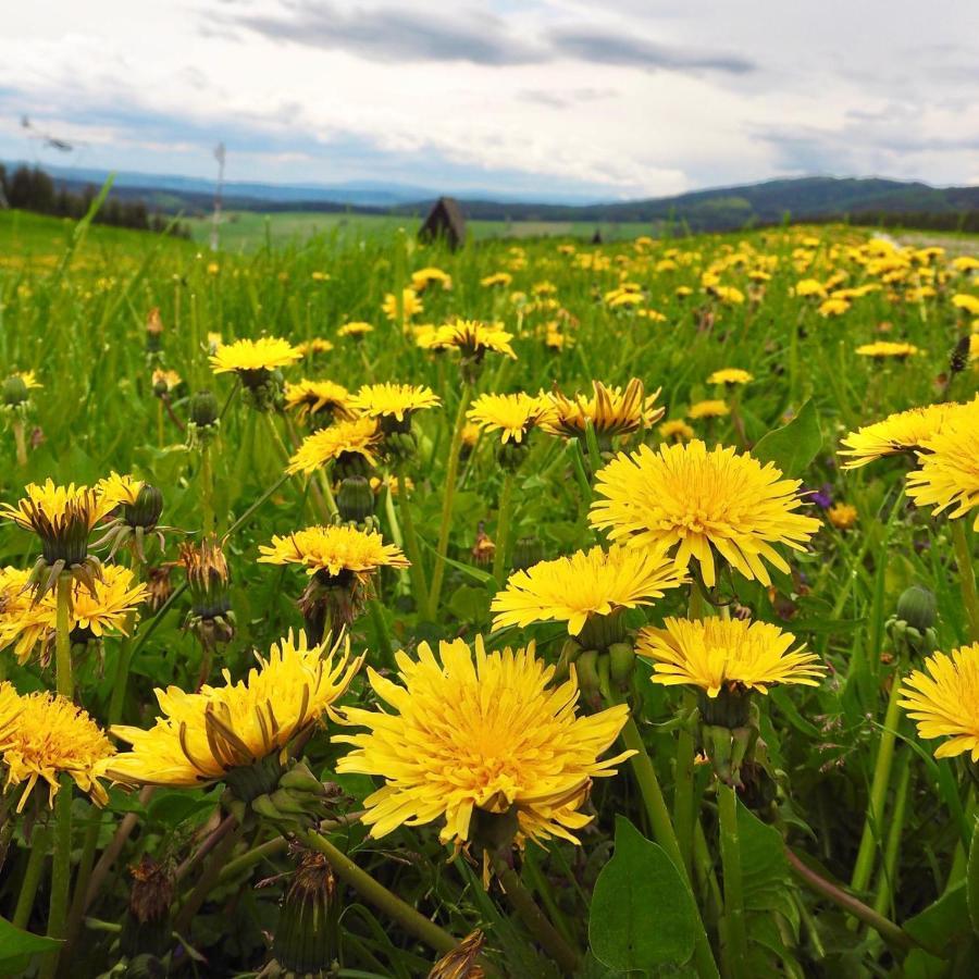Penzion PANORAMA Janovičky Broumov Esterno foto